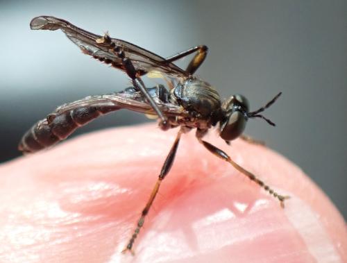 Dioctria hyalipennis